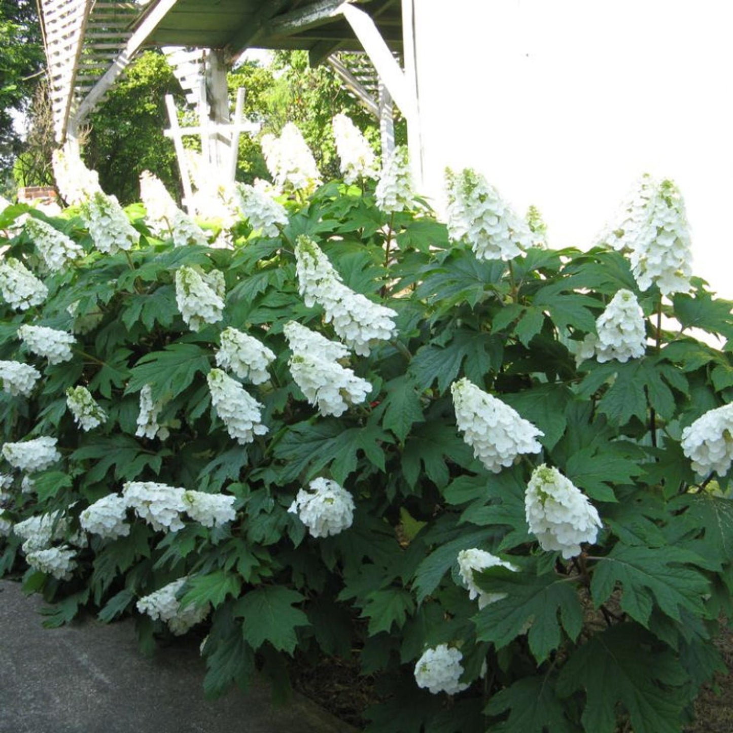 3G Hydrangea quercifolia 'Alice' Alice Oakleaf Hydrangea 1008043