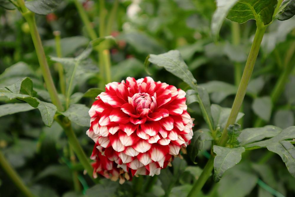 12" Dahlia 'Checkers' Checkers Dahlia (RED/WHITE) 1014603