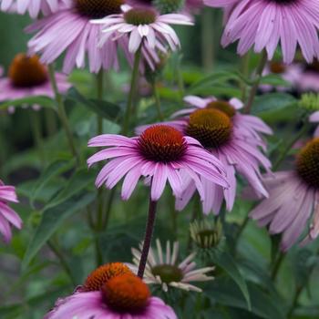 2G Echinacea 'Magnus' Magnus Purple Coneflower (Coneflower) 1000876