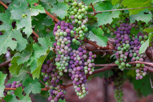 2G Concord Seedless Grape