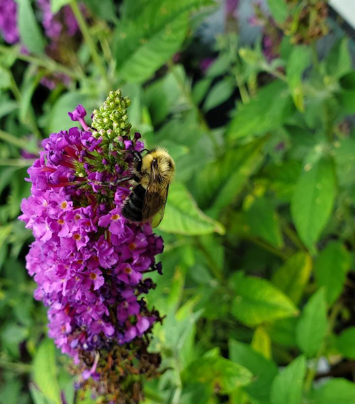 2G BUDDLEIA X `MISS VIOLET` Miss Violet Butterfly Bush: Patent PPAF 1006740