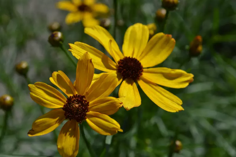 8"  Coreopsis Permathread™ 'Butter Rum' Butter Rum Tickseed (Tickseed) PT 1012190