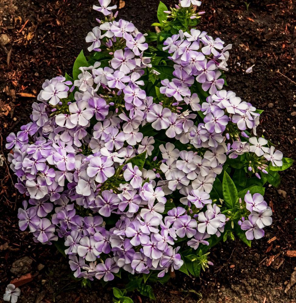 1G Phlox Volcano 'Lilac Splash' ('Barphlopanflaliblue') Volcano® Lilac Splash Garden Phlox