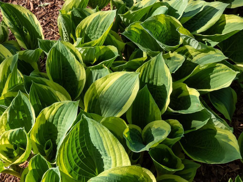 1G Hosta 'Fortunei Aureo-Marginata' Aureo-marginata Hosta 1000913