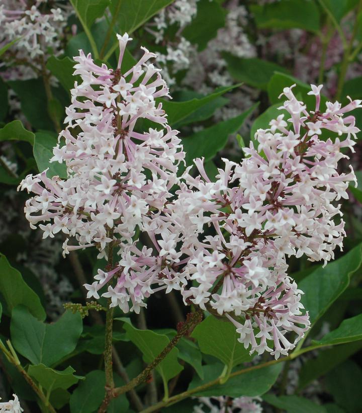 5G Syringa patula 'Miss Kim' Miss Kim Lilac 1001899