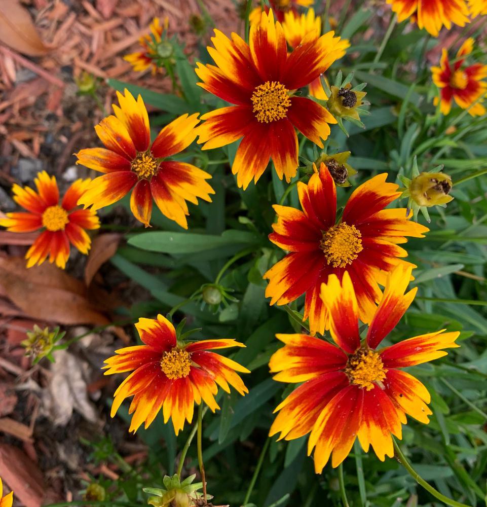 2G Coreopsis Lil' Bang™ 'Sun Splash' Sun Splash Tickseed: Patent PP27,637 1008702