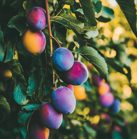 5G Plum Tree - 4 in 1 - 5620