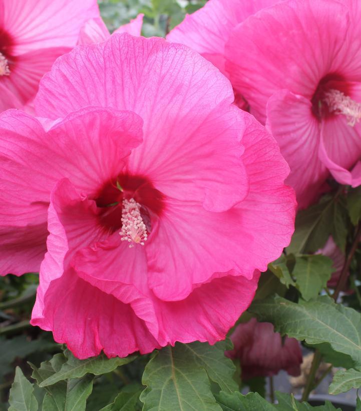 3G Hibiscus 'Airbrush Effect' Rose Mallow: Patent PP29,295 1010630