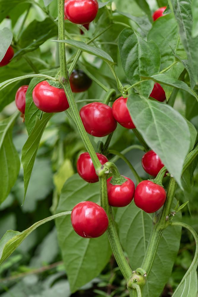 1G PEPPER 'CHERRY BOMB' (HOT) Cherry Bomb Hot Pepper 1004974