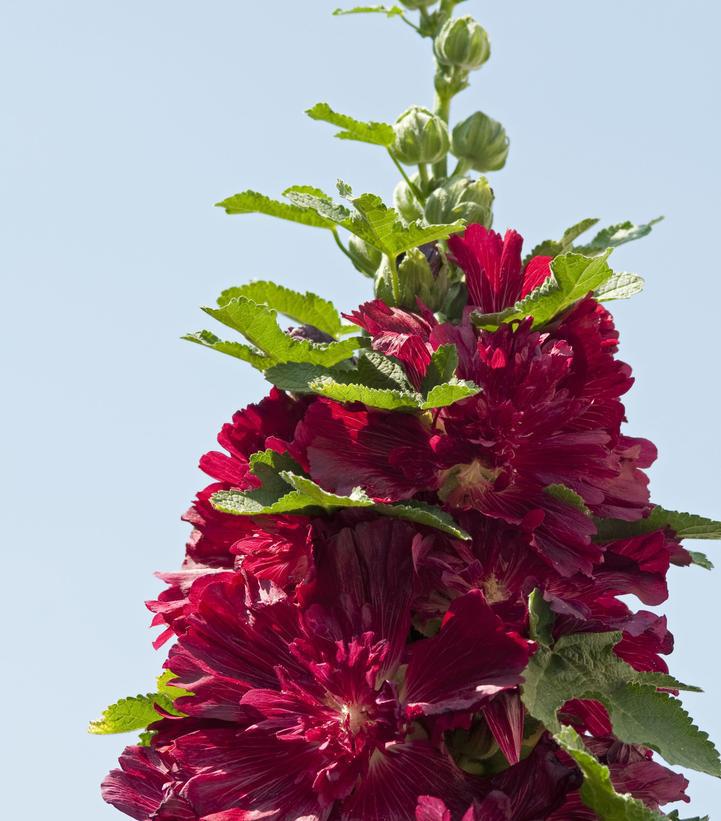 1G Alcea rosea annua Spring Celebrities 'Crimson' Crimson Hollyhock 1005948