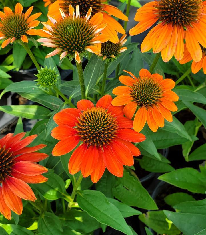 1G Echinacea x hybrida Artisan™ 'Soft Orange' ('PAS1308374') Soft Orange Coneflower 1013252