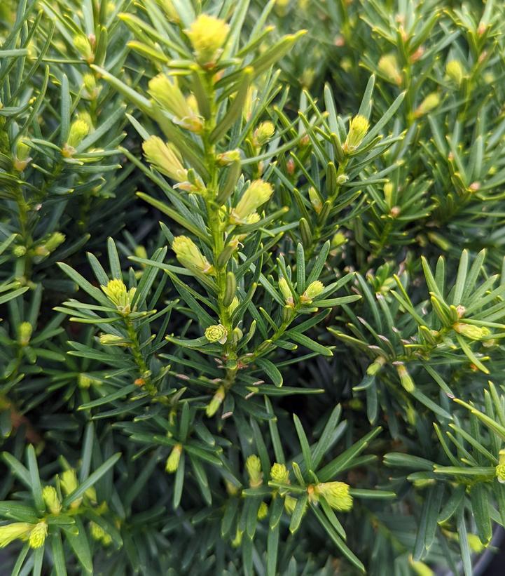 7G Taxus cuspidata 'Densiformis' Dense Spreading Yew 1002887