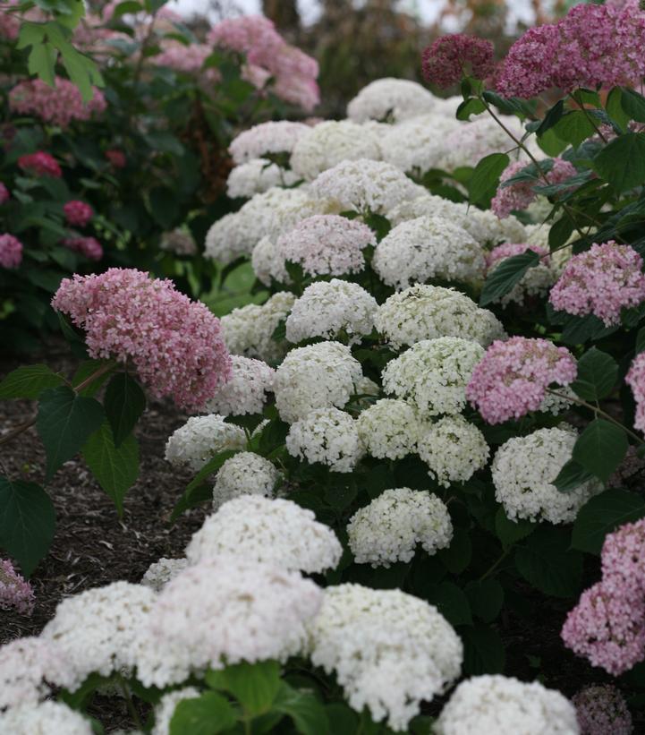 8" Hydrangea arborescens Invincibelle 'Wee White' ('NCHA5') Invincibelle Wee White® Smooth hydrangea: Patent PPAF 1010767