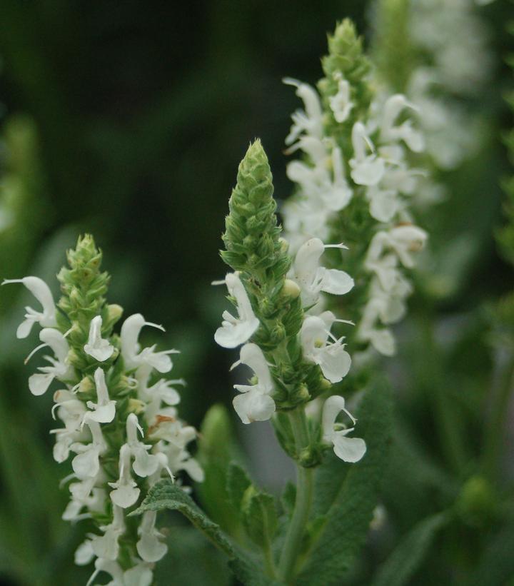 1G Salvia x sylvestris 'Snow Hill' ('Schneehugel') Snow Hill Wood Sage 1001991