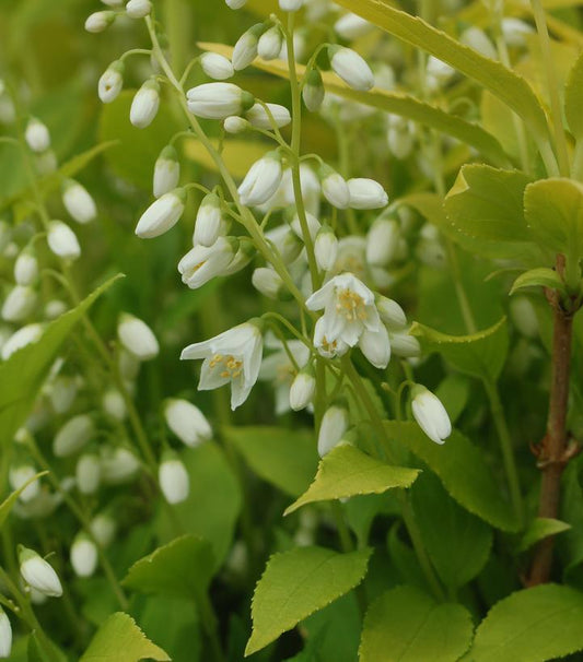 Deutzia gracilis 'Chardonnay Pearls' ('Duncan') Chardonnay Pearls® Deutzia: Patent PP16098