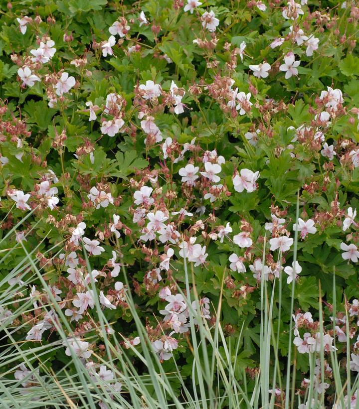 1G Geranium cantabrigiense 'Biokova' Dwarf Cranesbill Geranium 1000755