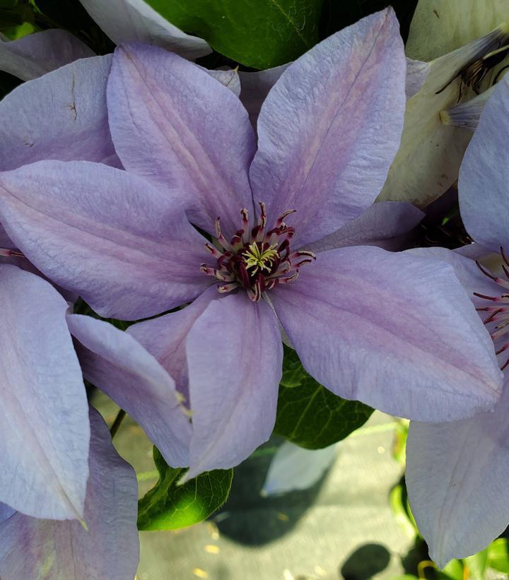 1G Clematis 'Bernadine' ('Evipo061') Bernadine™ Clematis: Patent PP27,332 1012204