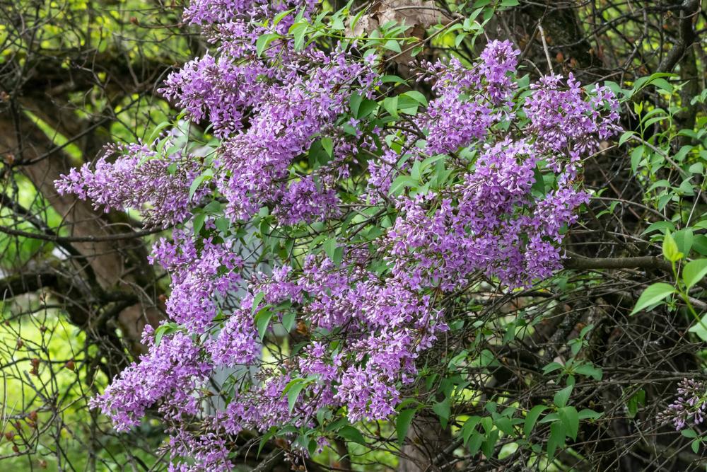 5G Syringa X hyacinthiflora Royal Purple Royal Purple Lilac 1004772