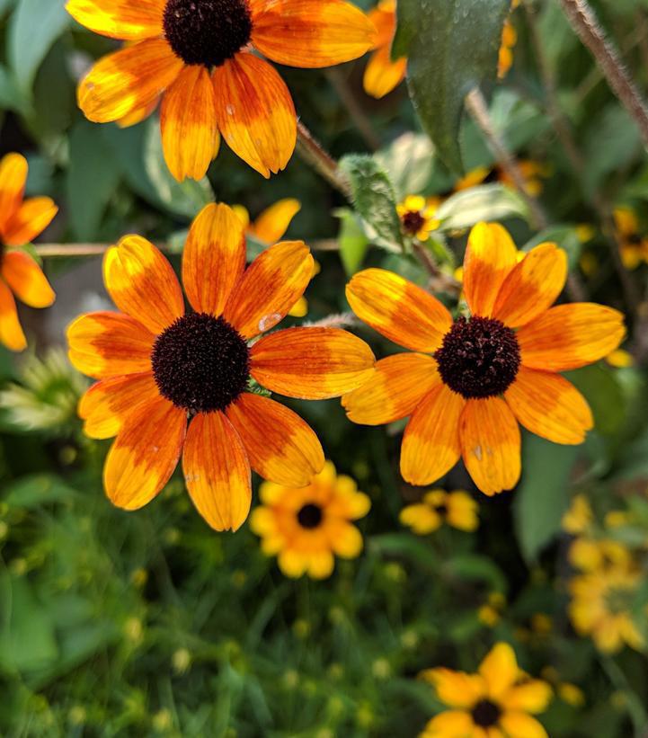 3G Rudbeckia triloba 'Prairie Glow' Prairie Glow Brown-Eyed Susan