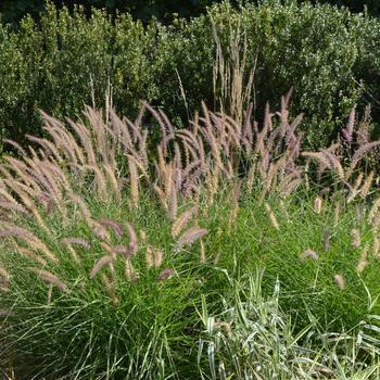 2G Pennisetum orientale 'Karley Rose' Karley Rose Fountain Grass: Patent PP12,9091002400