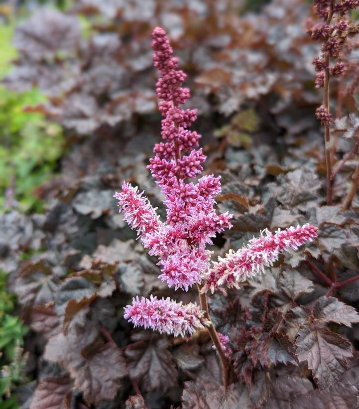 1G Astilbe 'Dark Side of the Moon' Dark Side of the Moon Astilbe: Patent PP35,461 1014326