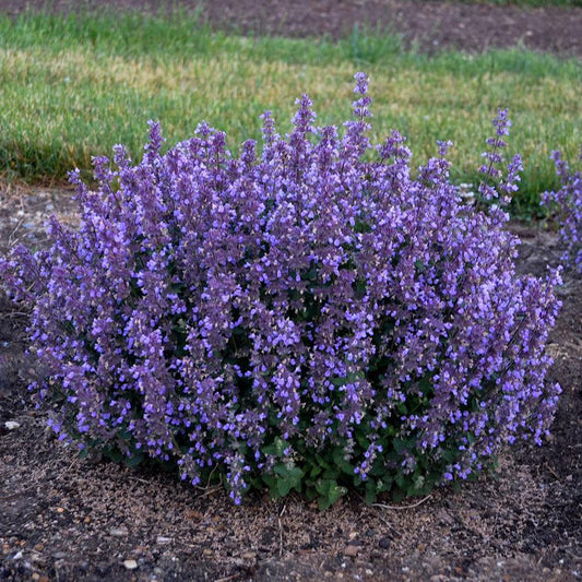 1G Nepeta hybrid 'Cat's Pajamas' Cat's Pajamas Catmint: Patent PP31,127 1009793