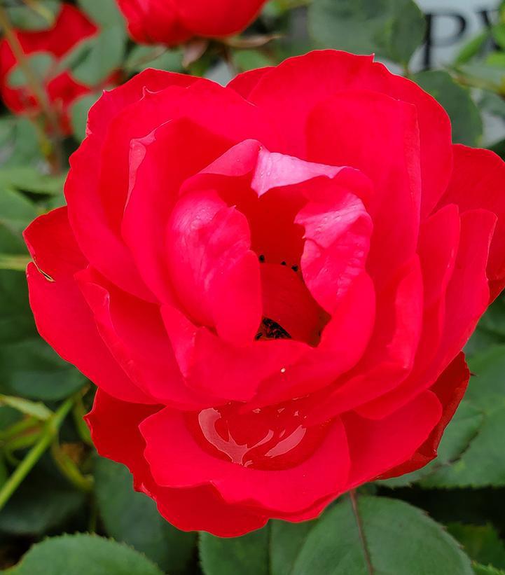 8" Rosa x 'Oso Easy Double Red' ('Meipeporia') Oso Easy Double Red® Landcape Rose: Patent PP26,298 1013119