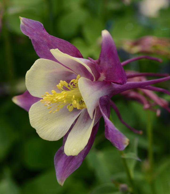 1G AQUILEGIA EARLYBIRD `PURPLE  YELLOW` ('PAS1258488') Earlybird™ Purple Yellow Columbine 1015066