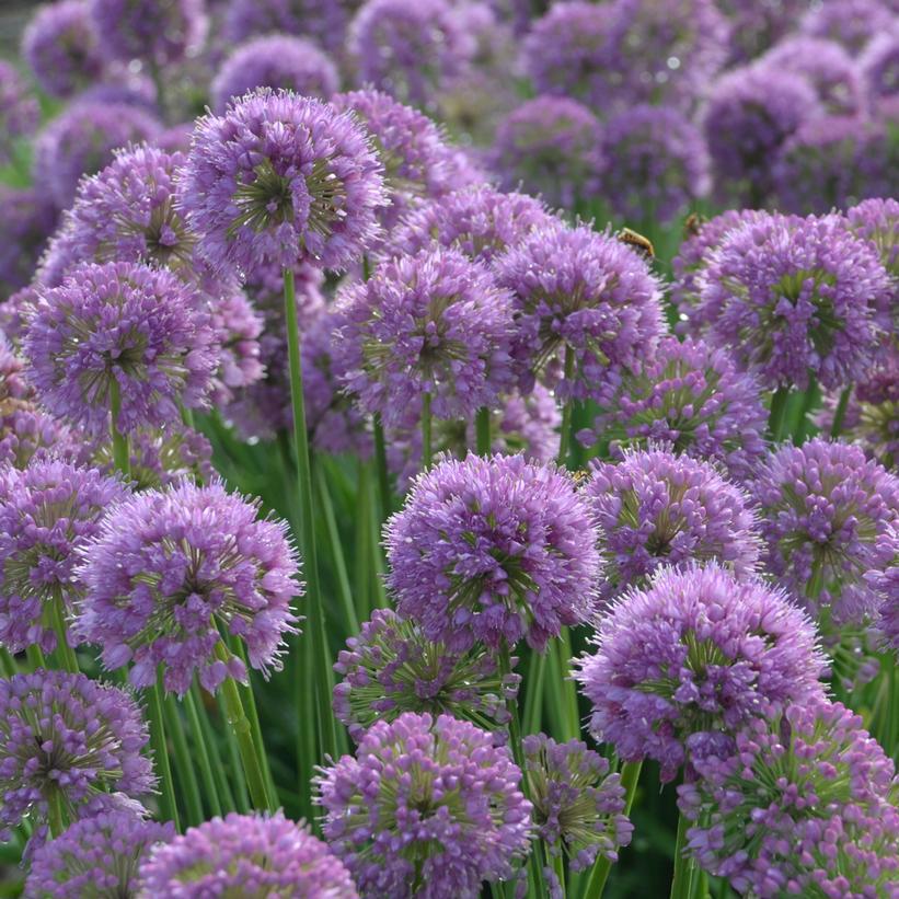 1G Allium 'Serendipity' Serendipity Ornamental Onion: Patent PPAF (Wild Flowering Onion) 1011686