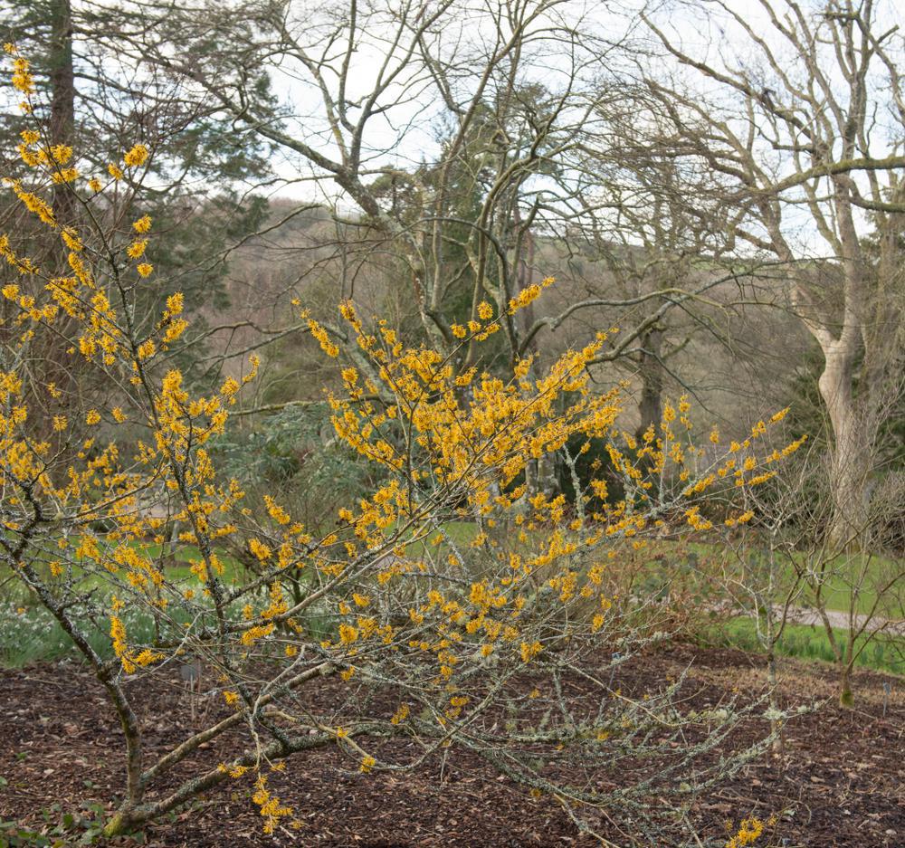 5G Hamamelis Vernalis 'Vernal Witchhazel' 1002741