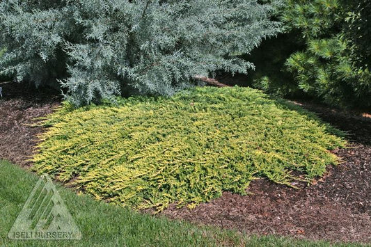 3G Juniperus horizontalis Golden Carpet Golden Carpet Spreading Juniper