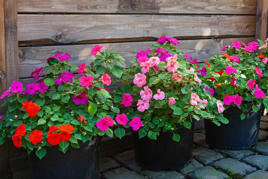804 Impatiens Wallerina 4 Pack