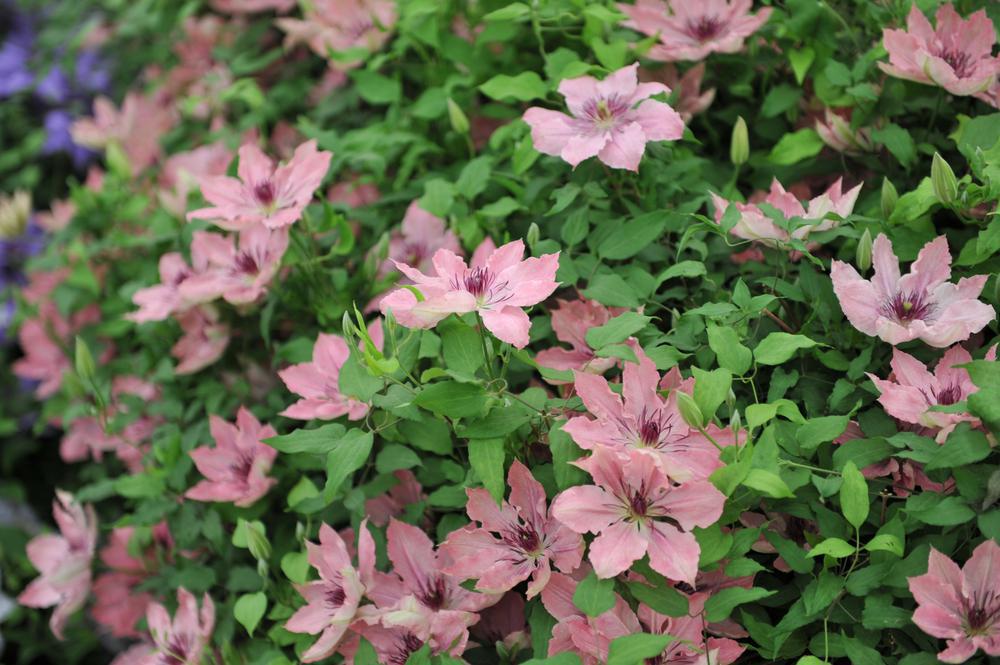 8" Clematis 'Sarah Elizabeth' ('Evipo098') Sarah Elizabeth™ Clematis 1009784