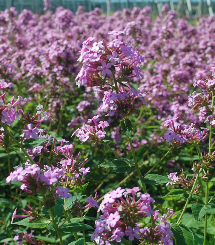 2G Phlox paniculata 'Jeana' Jeana Garden Phlox 1005530