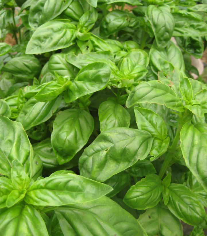 1G Ocimum b. 'Genovese' Green Basil 1002111