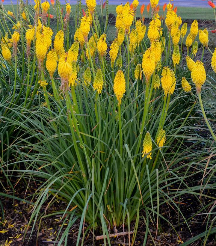 1G Kniphofia Pyromania 'Solar Flare' Solar Flare Red Hot Poker: Patent PPAF (Torch Lily) 1010943