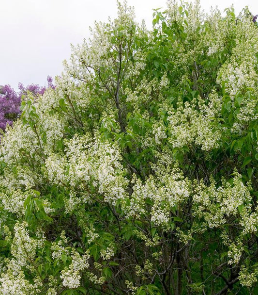 Syringa vulgaris x 'Primrose' Primrose Lilac #3