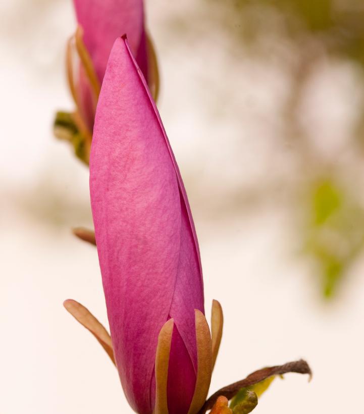 3G Magnolia liliflora 'Ann' Ann Magnolia 1000428