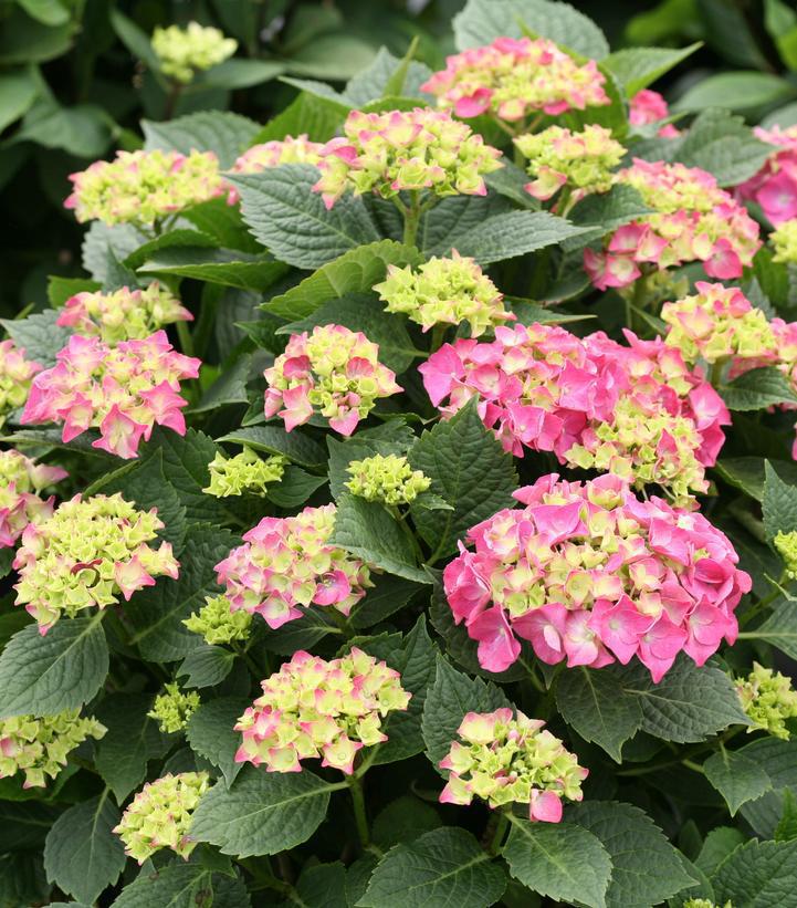 3G Hydrangea mac. 'Let's Dance Big Band' ('SMNHMP') Let's Dance Big Band® BIgleaf Hydrangea: Patent PPAF 1012710