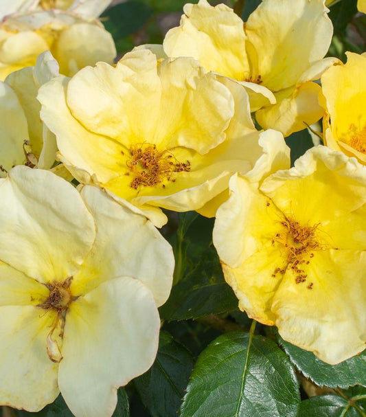 3G Rosa 'Easy Bee-zy Knock Out' - Yellow Rose Bush - 1020702