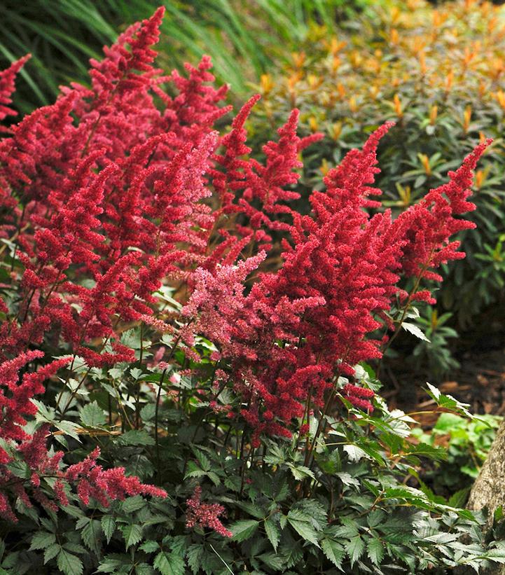 1G Astilbe arendsii 'Fanal' Fanal Astilbe 1000901