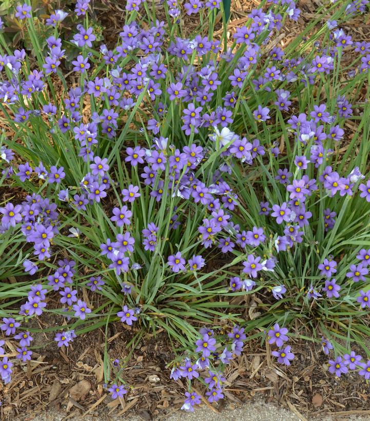 1G Sisyrinchium angust. 'Lucerne' Lucerne Blue-Eyed Grass 1003346