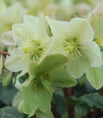 1G HELLEBORUS `CHAMPION` 1020457