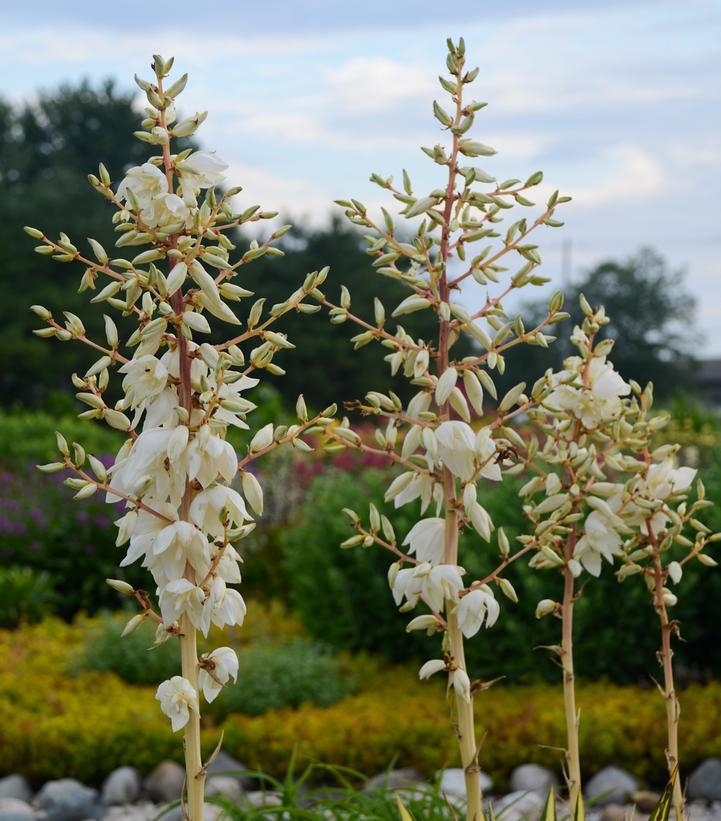 2G Yucca filamentosa 'Color Guard' Color Guard Yucca 1002361