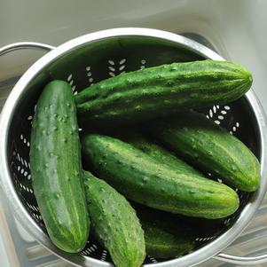 1G CUCUMBER 'PATIO SNACKER' Patio Snacker Cucumber 1006681