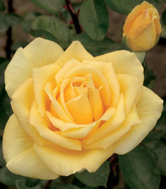 3G Rosa 'Oregold' - Yellow - Hybrid Tea Rose - 1002674