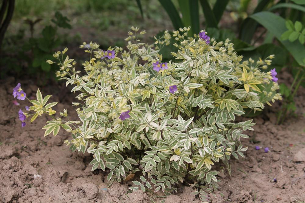 1G Polemonium r. 'Stairway to Heaven' Stairway to Heaven Jacobs Ladder 1003340