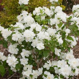 3G Philadelphus 'Snow White' Snow White™ Mockorange Fantasy (Mock Orange) 1005591