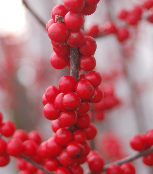 7G Ilex verticillata 'Winter Red' Winter Red Winterberry (F - Berries / Pollinator- Apollo & Southern Gentleman)