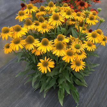 8" ECHINACEA KISMET `YELLOW`(Coneflower) 1009712